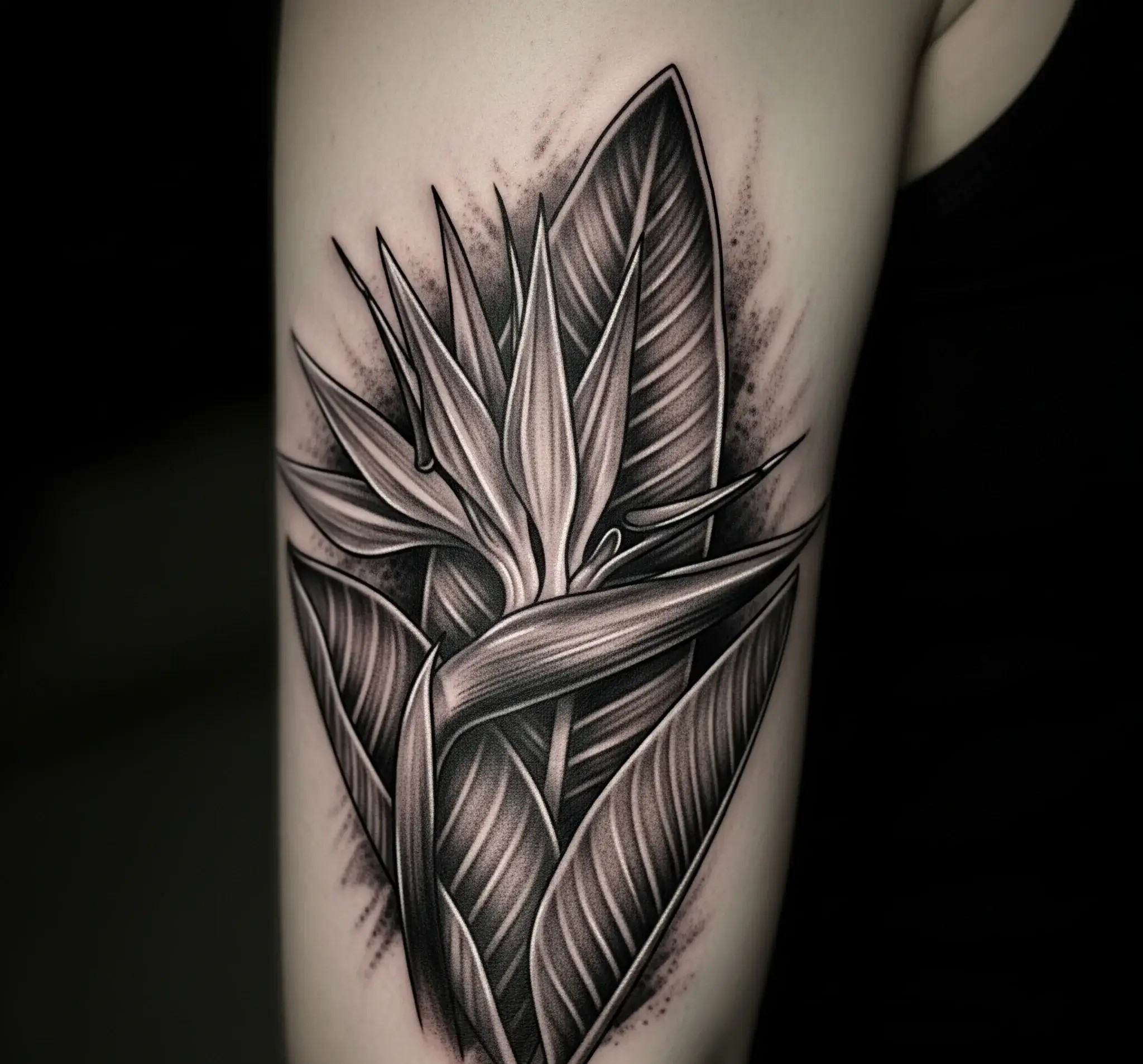 Black and Grey Bird of Paradise