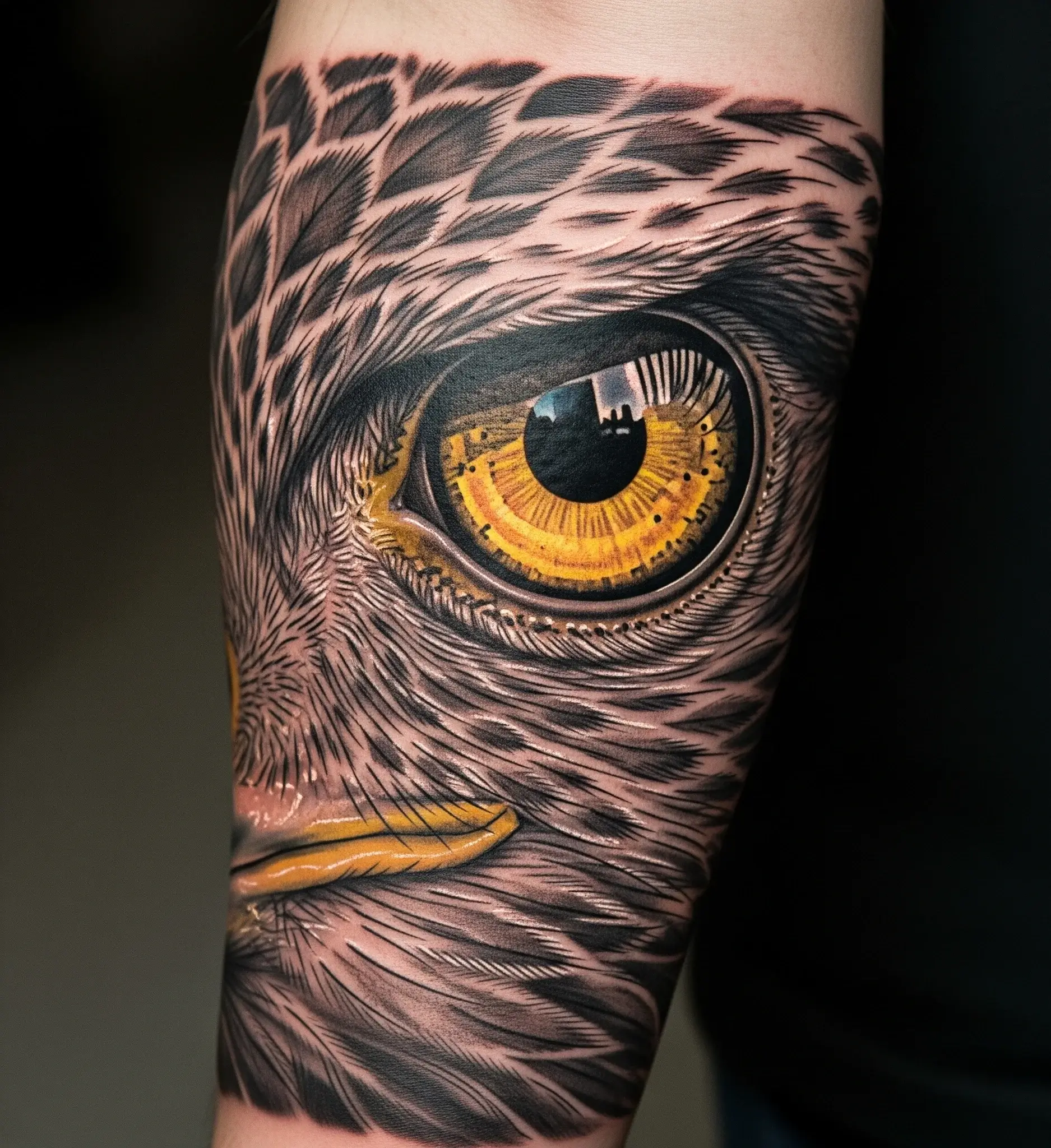 Hawk Eye Close-Up
